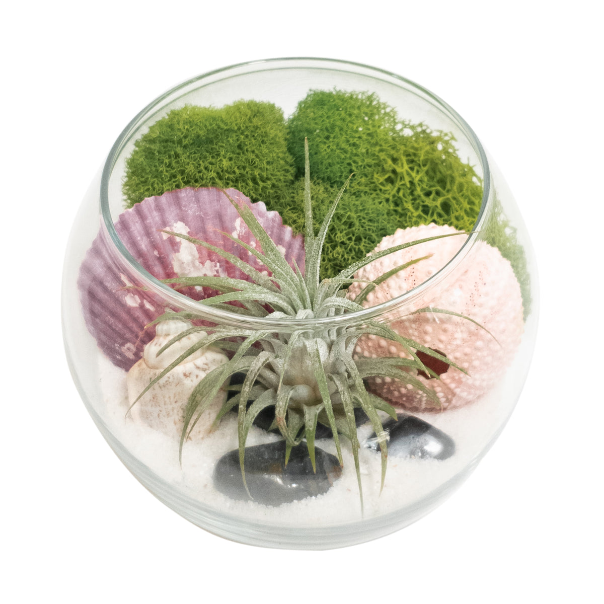 air plant terrarium moss DIY 4" BOWL TERRARIUM