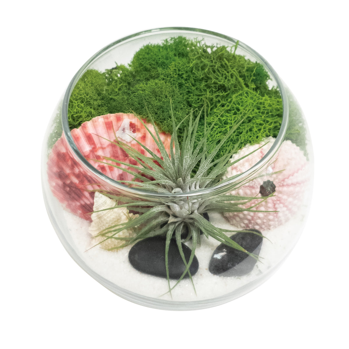 sea urchin air plant diy DIY 4" BOWL TERRARIUM
