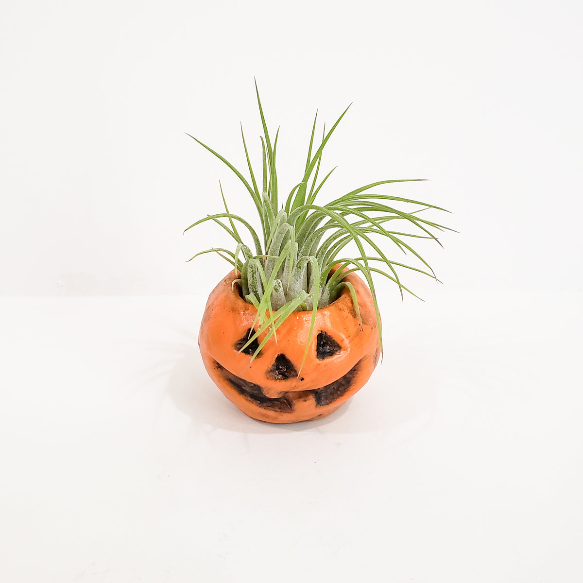 pumpkin air plant holder Halloween Planter – BellasBloomShop