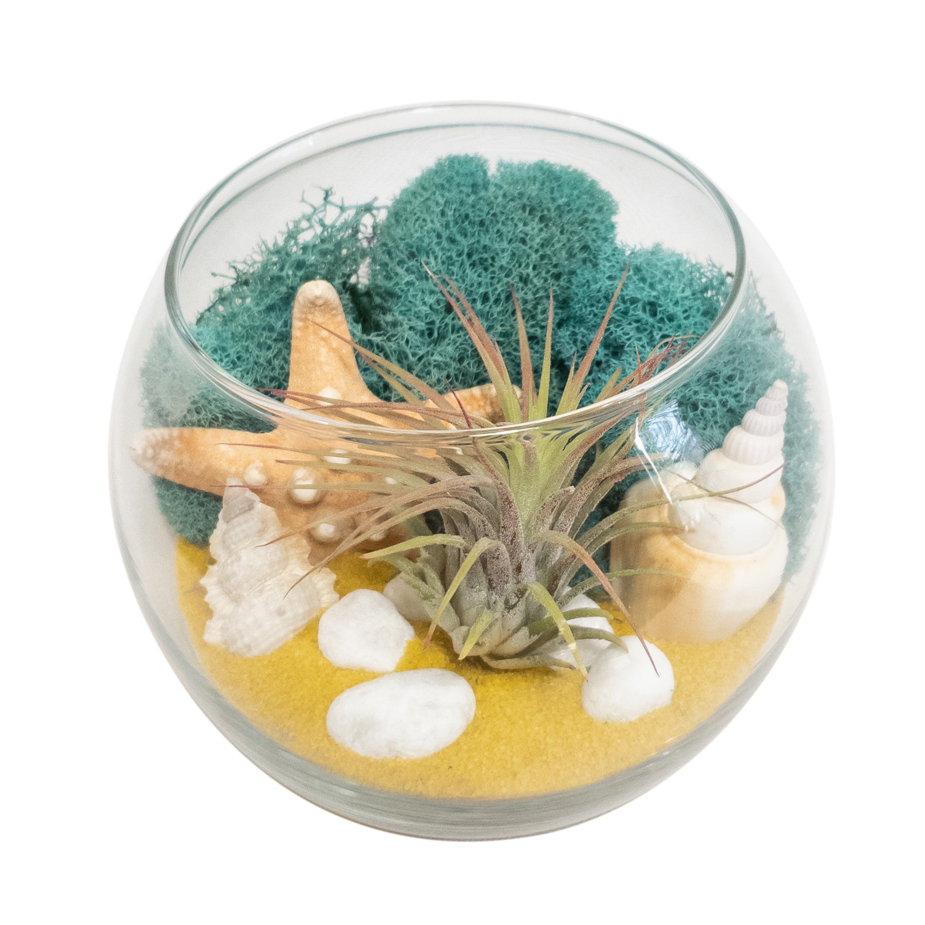 starfish plant terrarium DIY 4" BOWL TERRARIUM