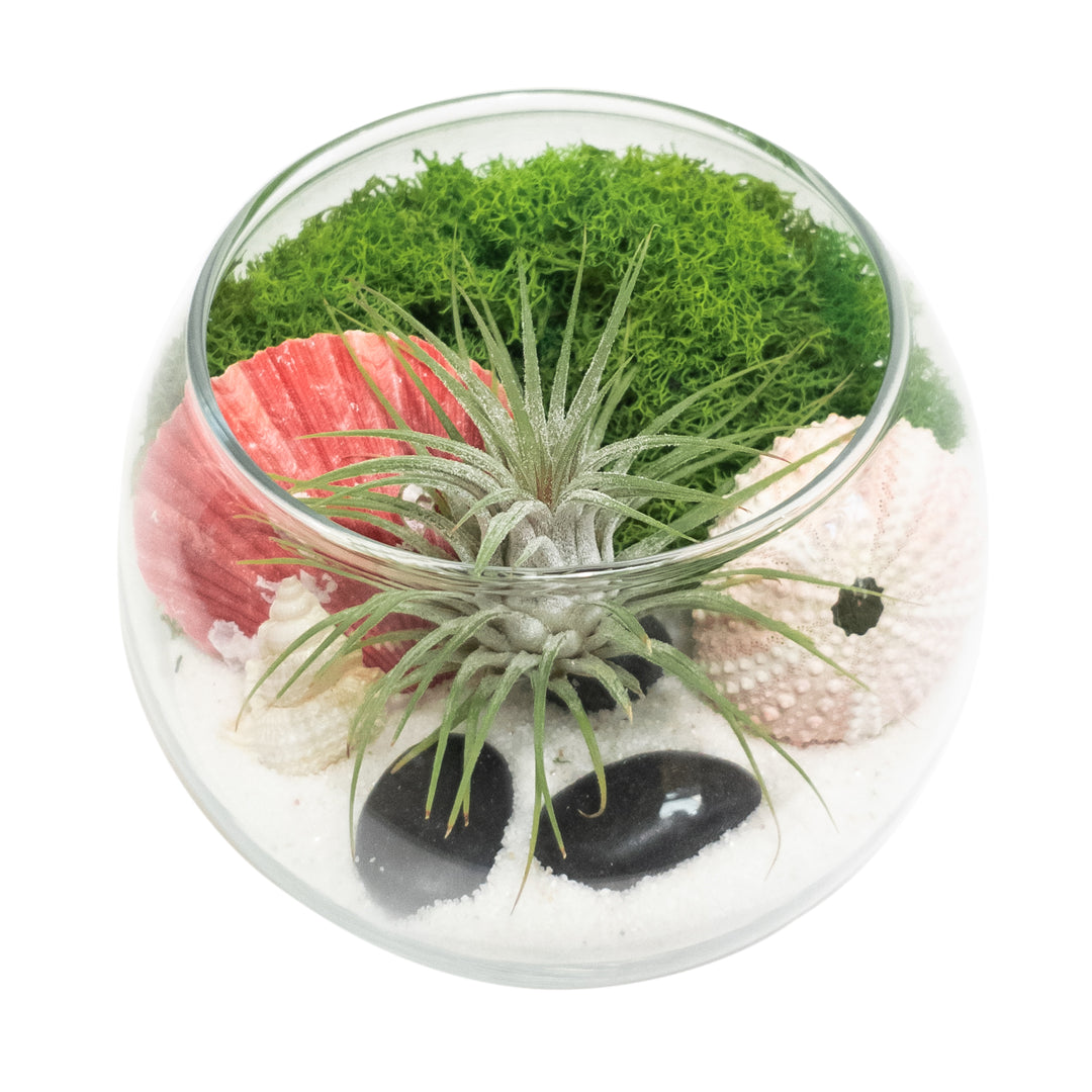 plant terrarium bowl DIY 4" BOWL TERRARIUM