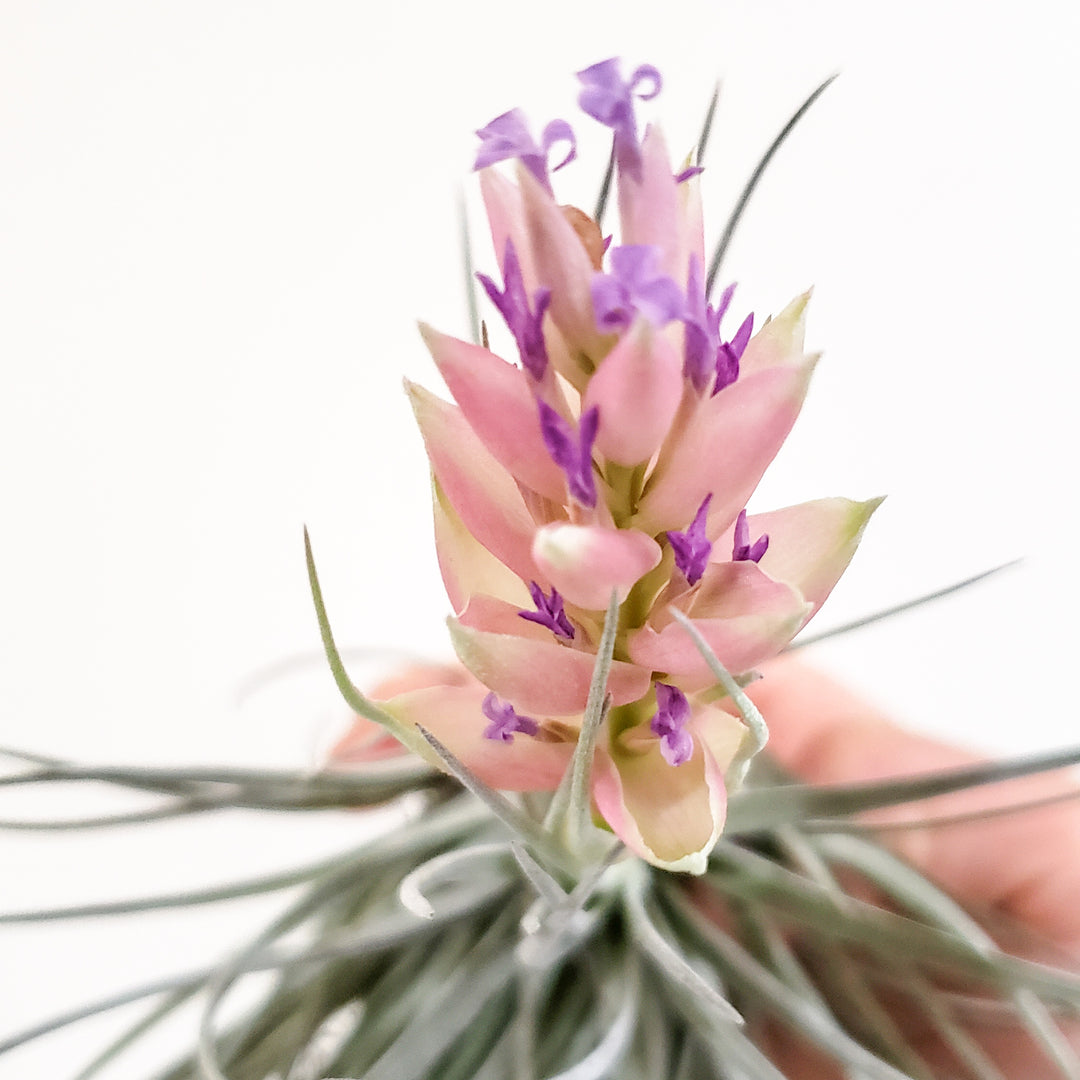 cotton candy air plant TILLANDSIA HOUSTON COTTON CANDY – BellasBloomShop