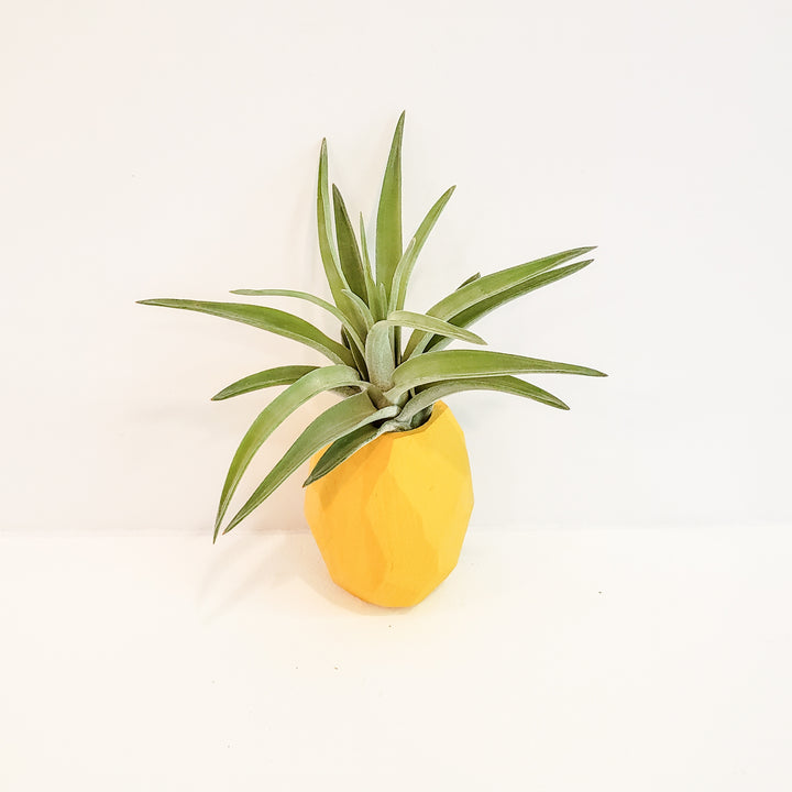 pineapple air plant magnets Pineapple Planter Magnet – BellasBloomShop