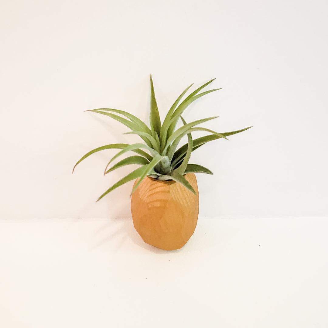 pineapple air plant magnet Pineapple Planter Magnet – BellasBloomShop