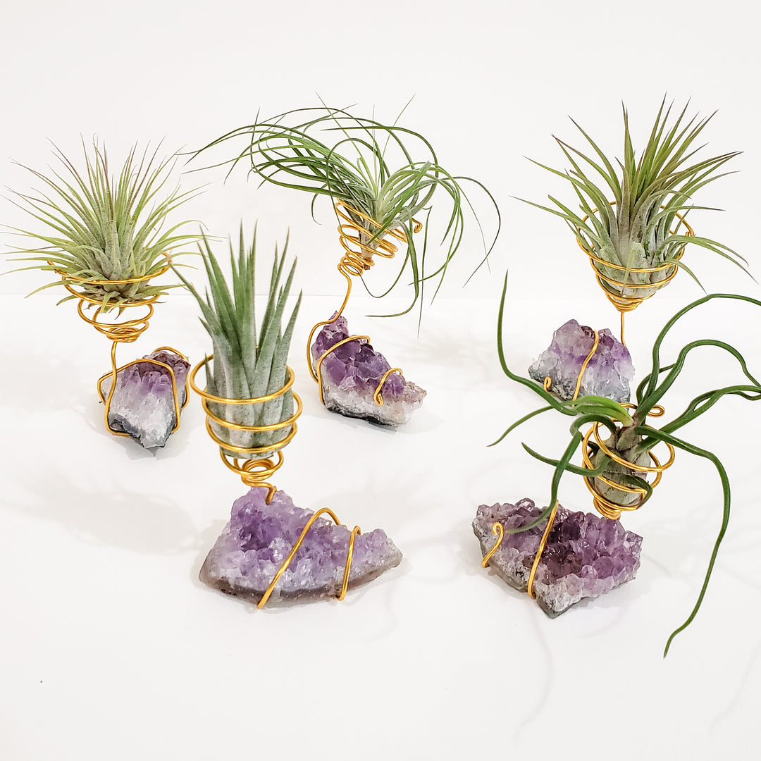 amethyst air plant Healing Stone Planter: Amethyst Cluster – BellasBloomShop