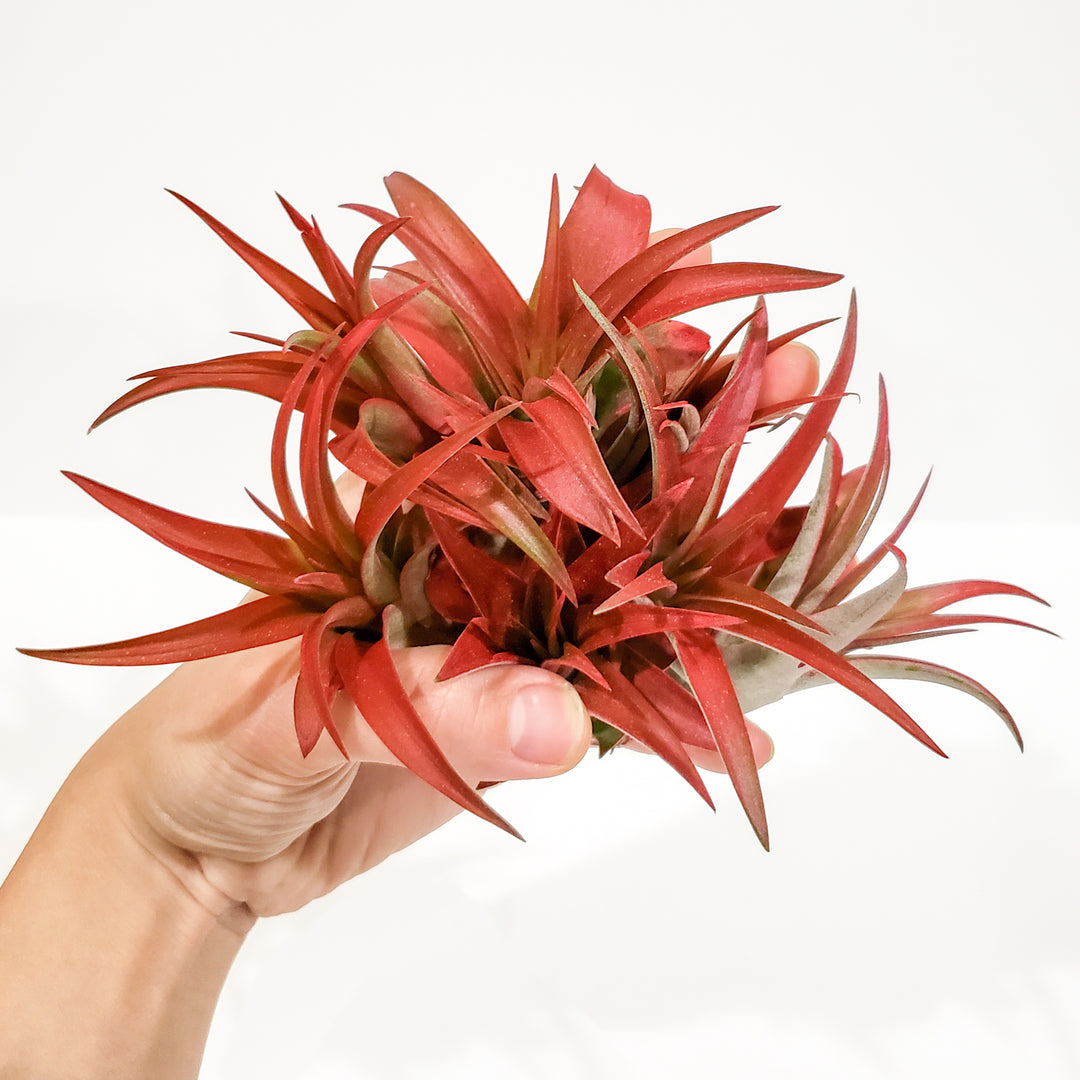 red abdita air plant TILLANDSIA BRACHYCAULOUS RED ABDITA