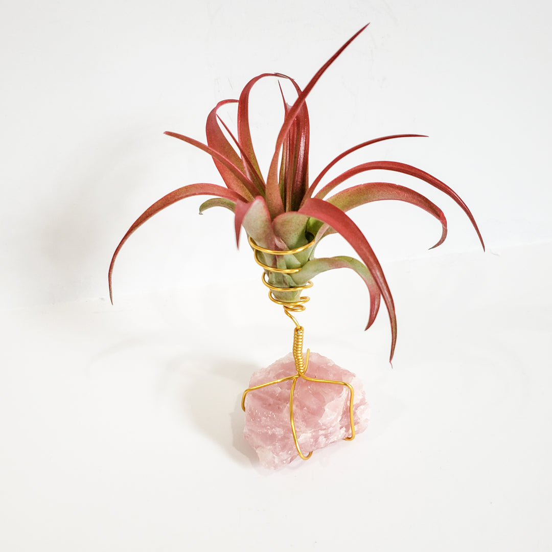rose quartz air plant Healing Stone Planter: Rose Quartz – BellasBloomShop