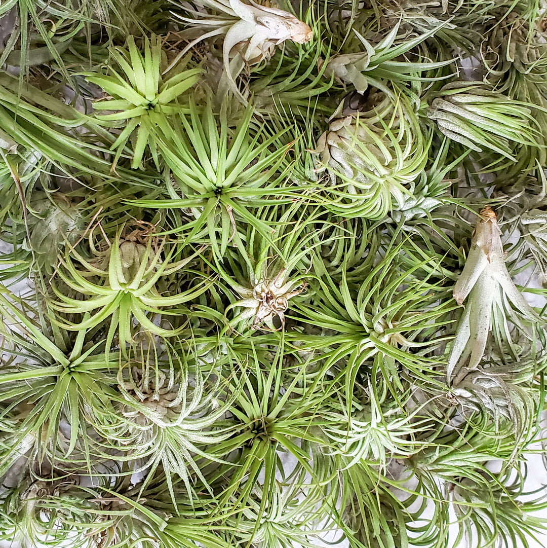 AIR PLANT VARIETY PACK - UP TO 20% OFF  BellasBloomShop