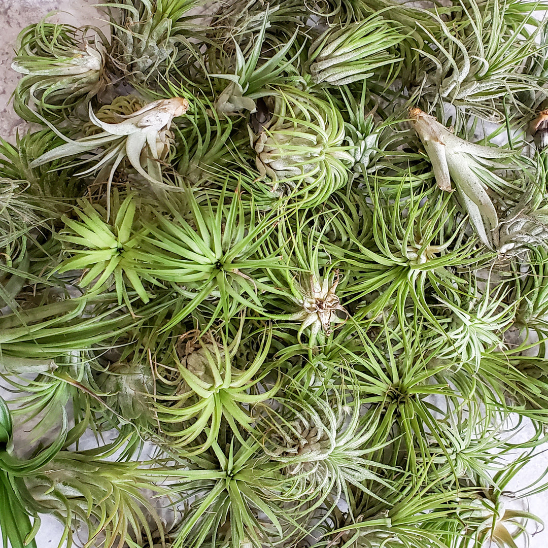 where to buy air plants near me AIR PLANT VARIETY PACK