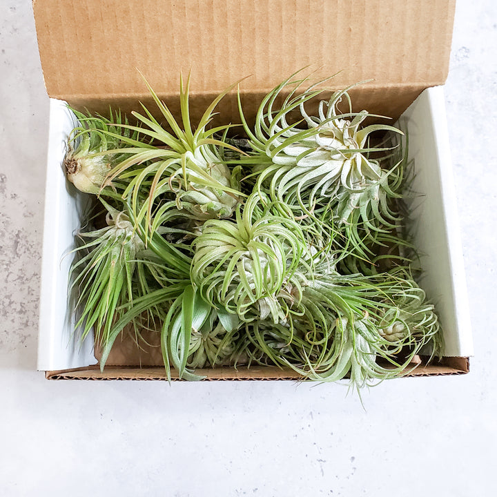 air plant near me AIR PLANT VARIETY PACK
