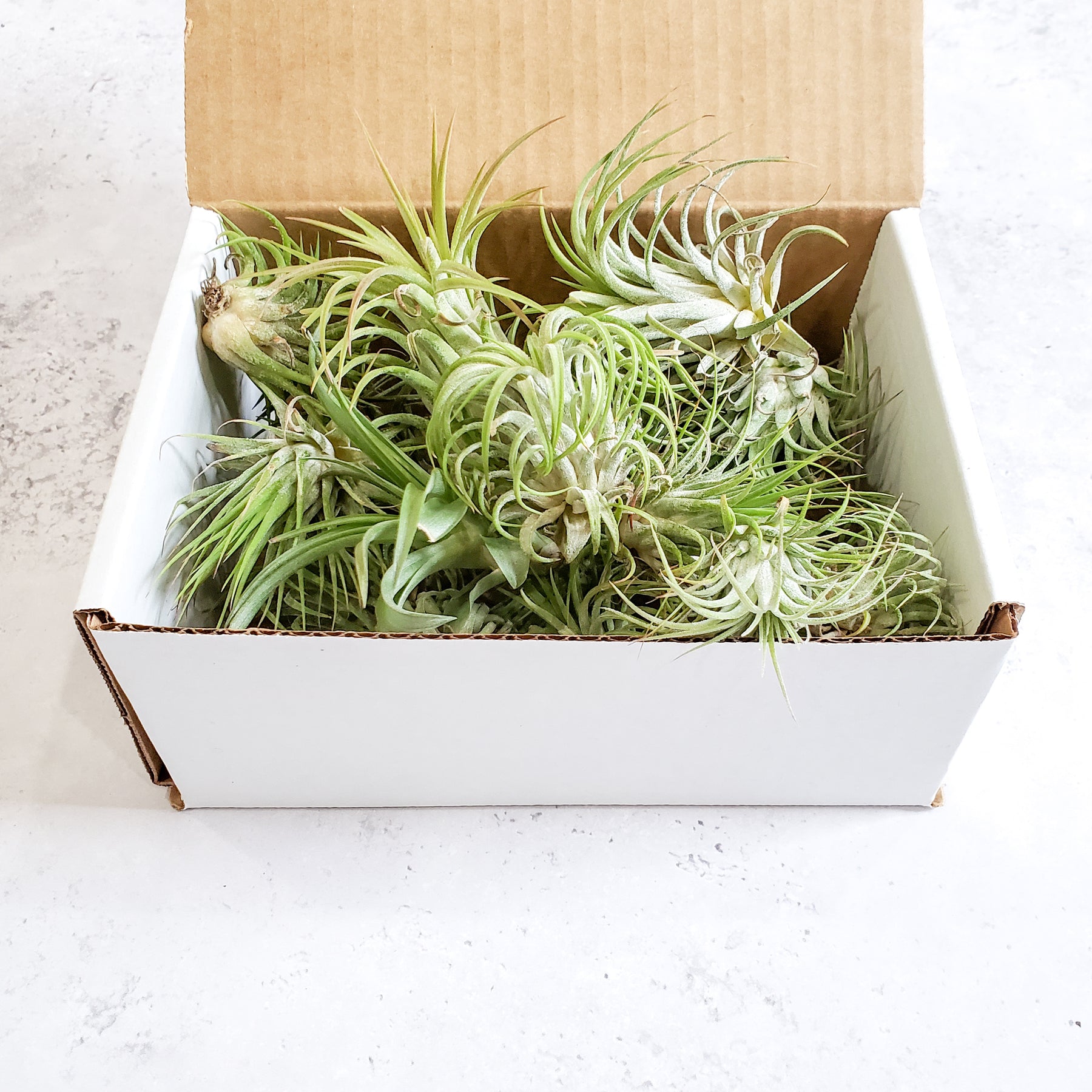 air plants in india AIR PLANT VARIETY PACK
