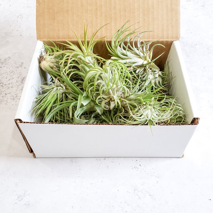 air plant box AIR PLANT VARIETY PACK