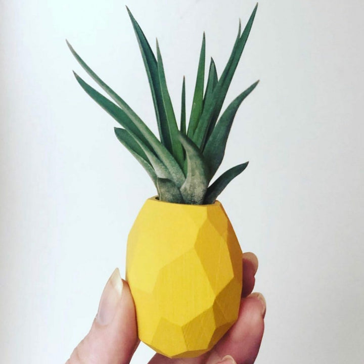 goodsmith shope pineapple planter Pineapple Planter Magnet – BellasBloomShop