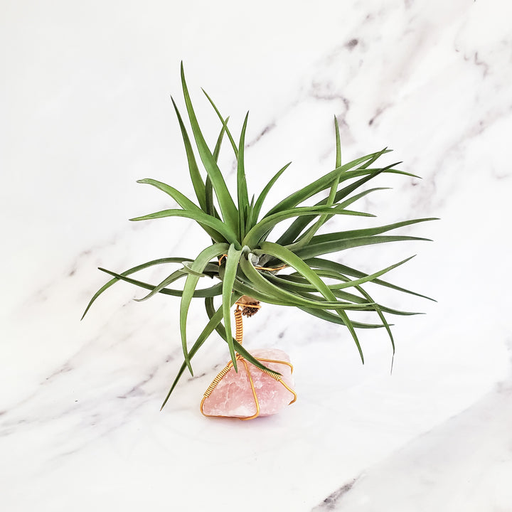 rose quartz air plant Healing Stone Planter: Rose Quartz – BellasBloomShop
