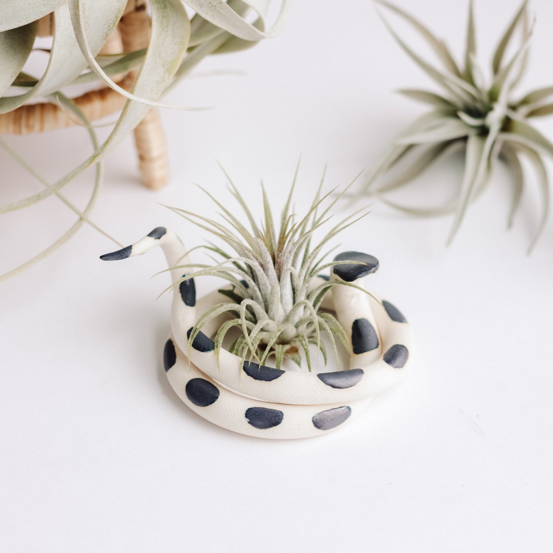 snake plant ceramic pot Ceramic Snake Planter, Simon – BellasBloomShop