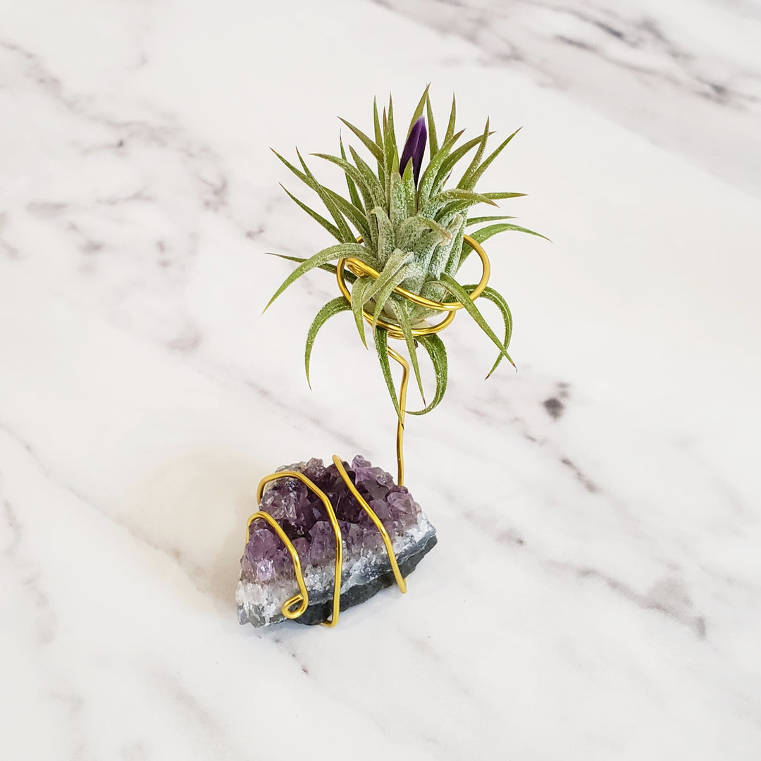 amethyst crystal air plant Healing Stone Planter: Amethyst Cluster – BellasBloomShop
