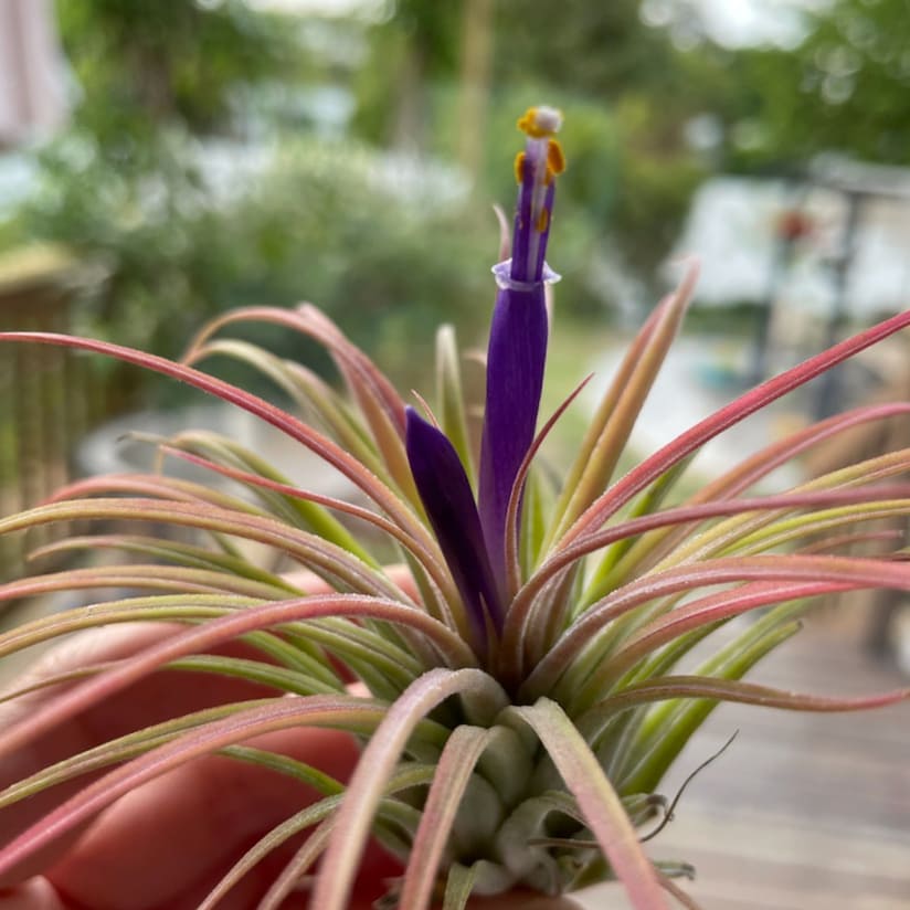 air plant purple TILLANDSIA IONANTHA RUBRA – BellasBloomShop