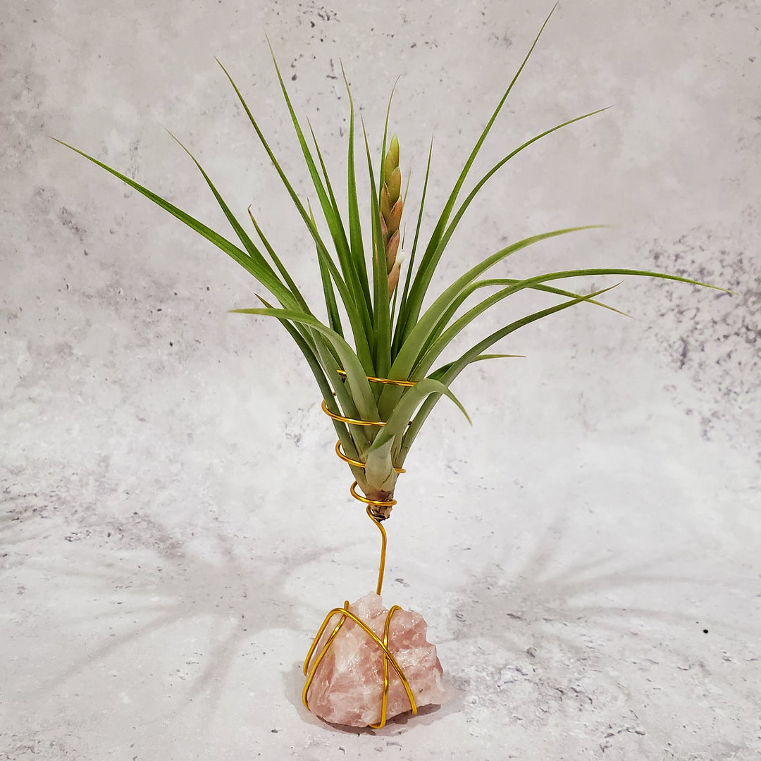 rose quartz air plant Healing Stone Planter: Rose Quartz – BellasBloomShop